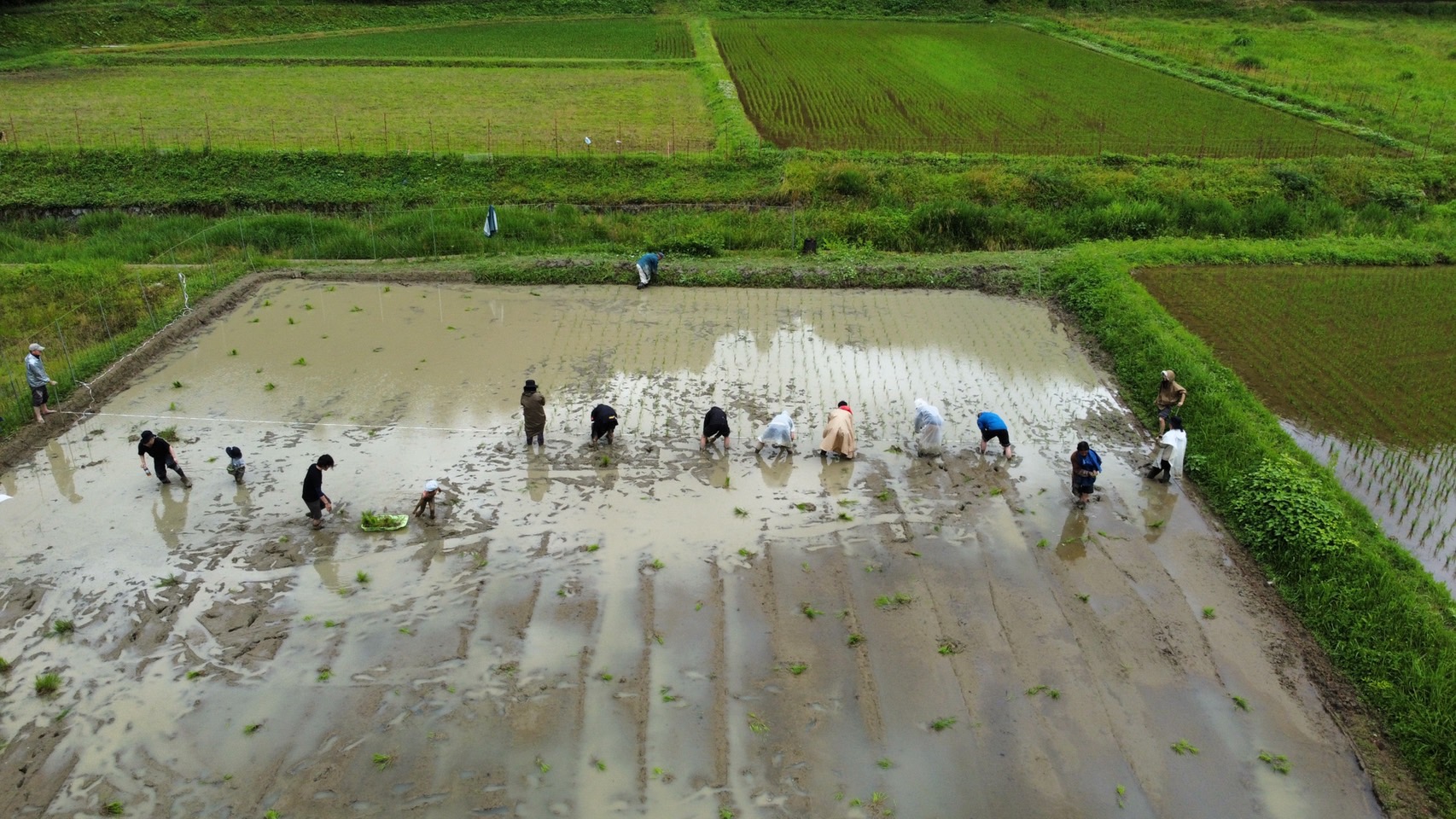 Hand-planting the rice